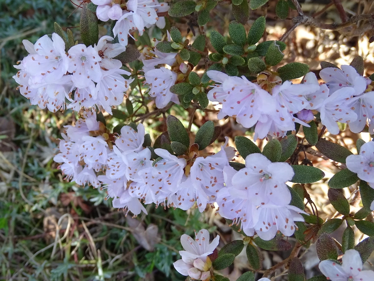R. impeditum (Pale form)